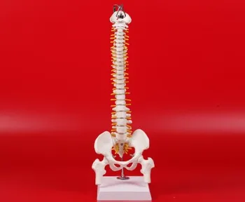 висококачествена 45-см модел на човешкото гръбначния стълб модел на човешкия скелет с позвоночным диск модел на таза