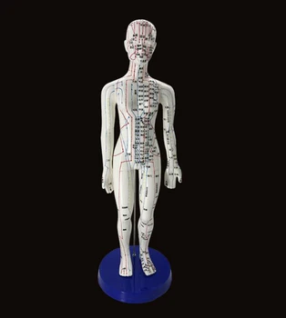 Дамски Мъжки Модел за Акупунктура 48 см с Китайски Точки и Основата на PVC Модел За Акупунктура на Човешкото Тяло Модел за Акупунктурните Точки САМ